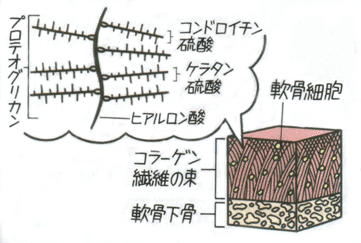 膝の痛み・コンドロイチン