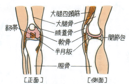 膝の痛み・膝関節の仕組み