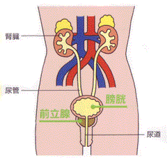 尿漏れ・前立腺肥大