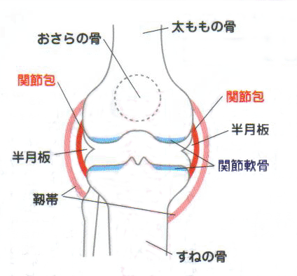 変形性膝関節症、膝のしくみ