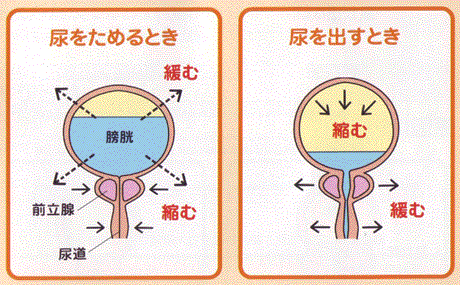 尿漏れ・前立腺肥大、膀胱の役割