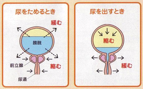 AREOBAN̖