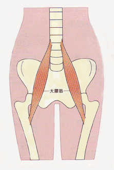 ぽっこりお腹解消法・大腰筋