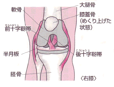 膝痛の内視鏡治療