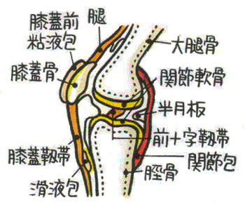 膝の関節