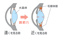 目の調節