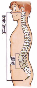 腰痛・腰椎の働き