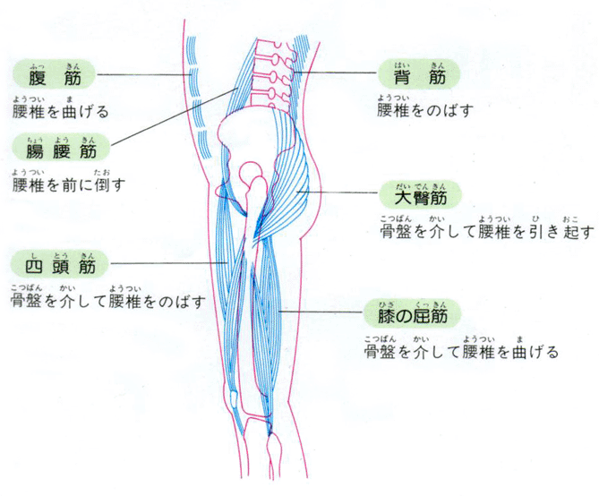 腰の痛み・腰痛を治す腰痛体操