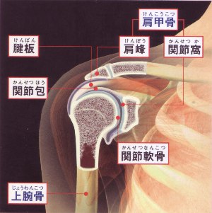 肩関節