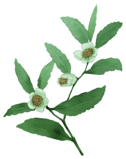 お茶屋さんが作った想茶石鹸