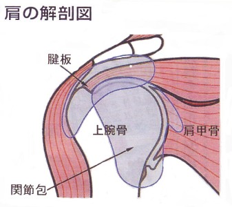 五十肩