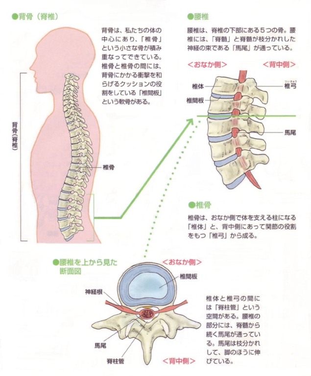 脊椎・腰椎・椎間板の構造